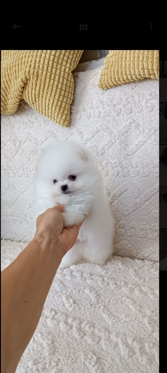 Мини померанский шпиц (mini-toy) foto 0