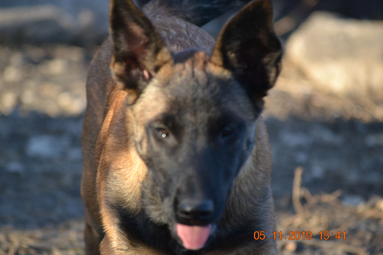 Vand Catei De Ciobanesc Belgian Malinois