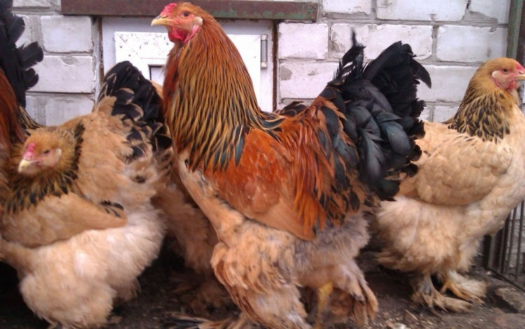 Инкубационные яйца Брама и Кохинхина – для успешного разведения! фото 2