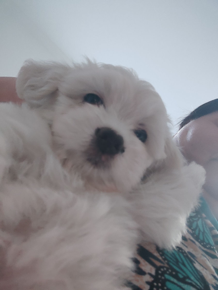Vind catelusi Bichon Malteze  foto 0