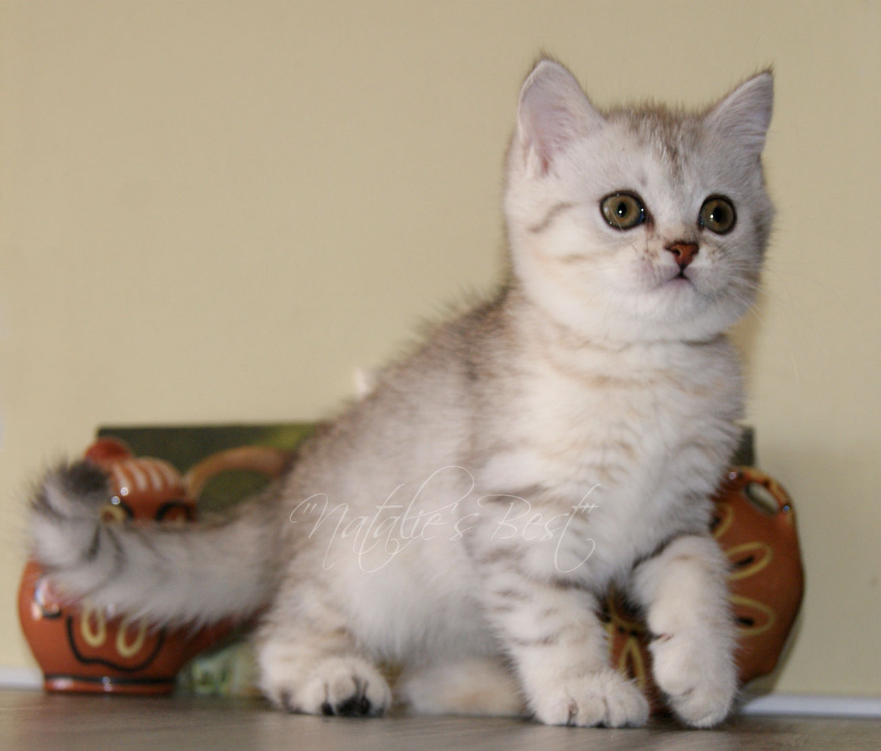 Окрас Кошек Шиншилла Фото