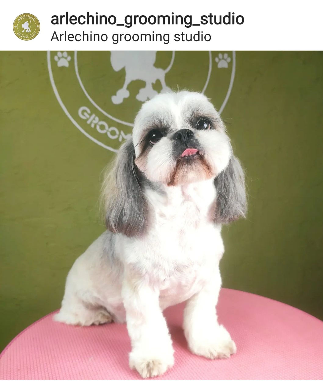 "Arlechino Grooming Studio". Buiucani. Îngrijirea cainilor si a pisicilor. foto 5