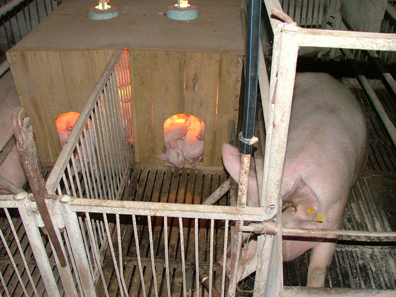 Как гуманизированные свиньи помогут изучать и лечить человеческие болезни / Хабр