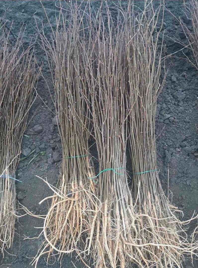 Lavanda,Material saditor de Lavanda,Tei,Mesteacan(Берёза),Stejar Rosu Canadian,Salcim,Frasin foto 5