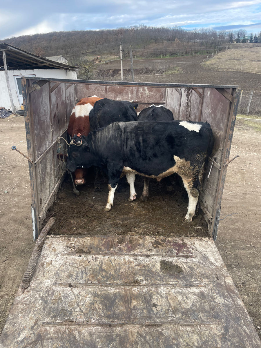 Cumpar animale foto 0