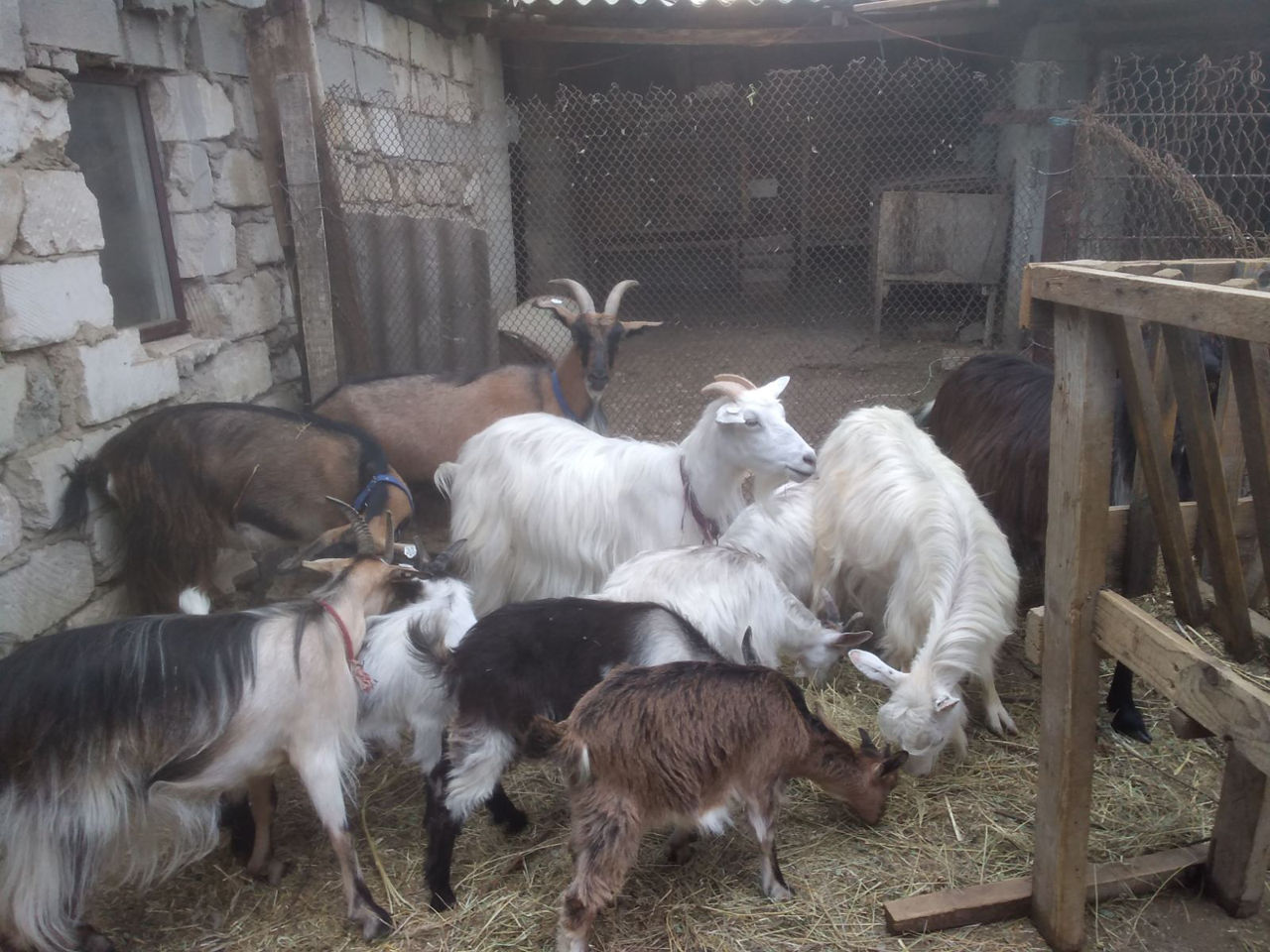 Продам козочки