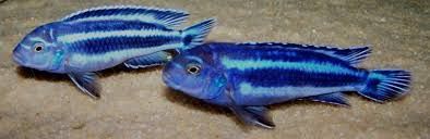 Малави фото 5