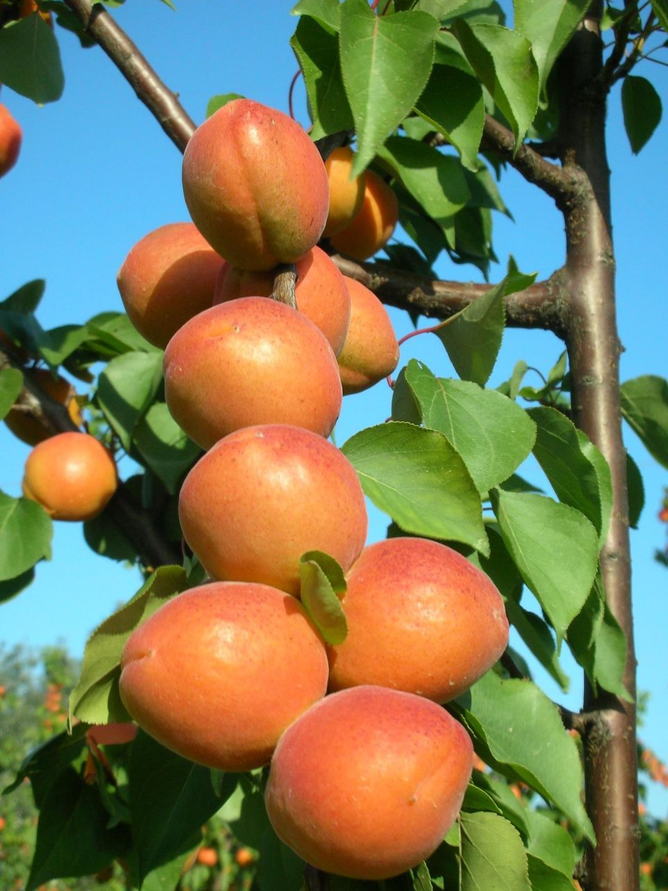 Pomi fructiferi - prun , prăsad , vișin , persic , cais ( abricos ) ... foto 10