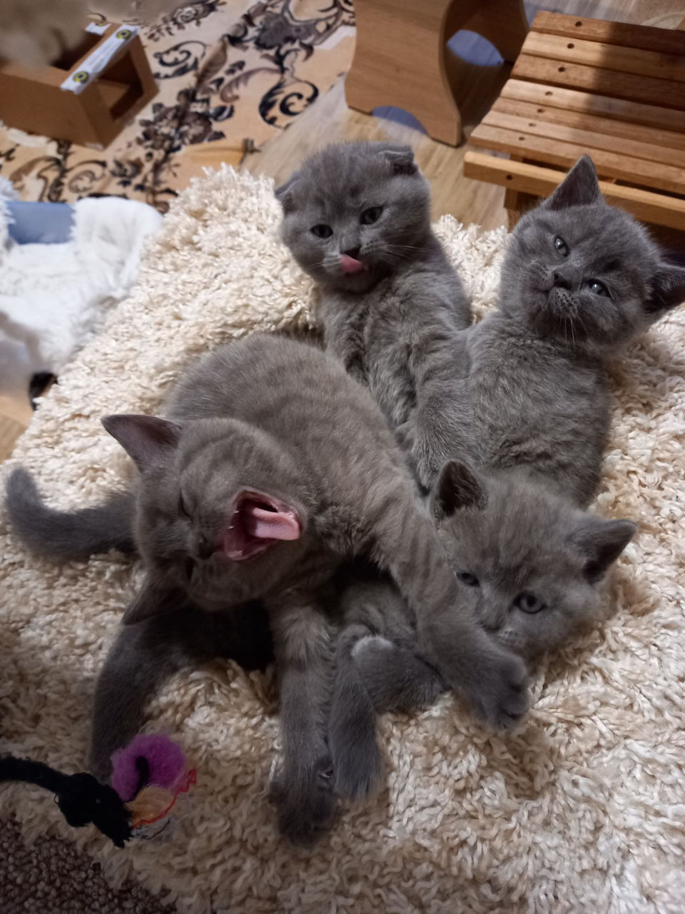 Шотландские котята.