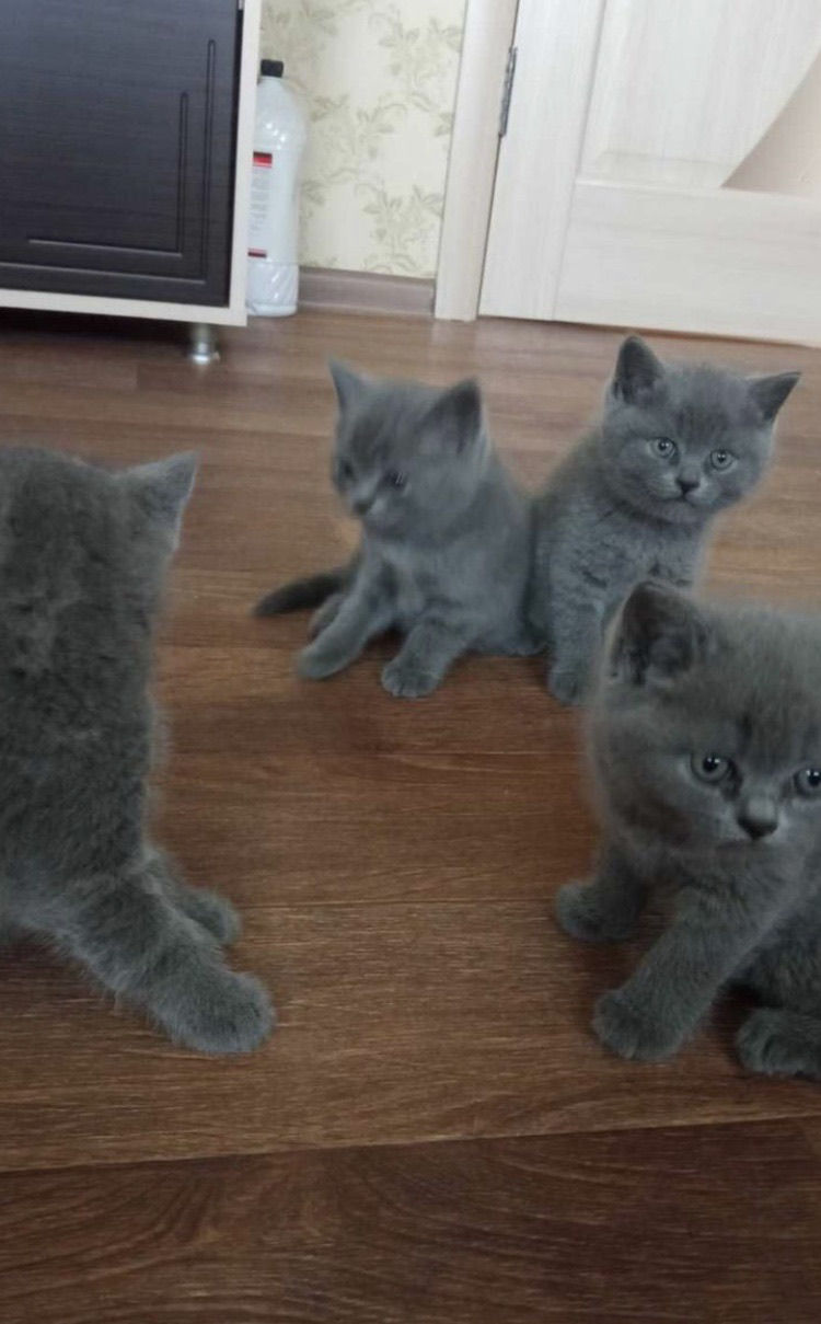 Британские котятя