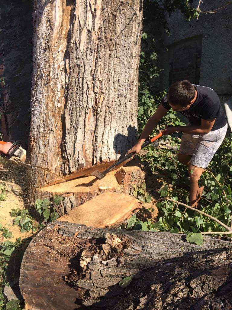 Taierea copaci uscati, taierea crengilor, pomi periculosi si inalti! foto 1