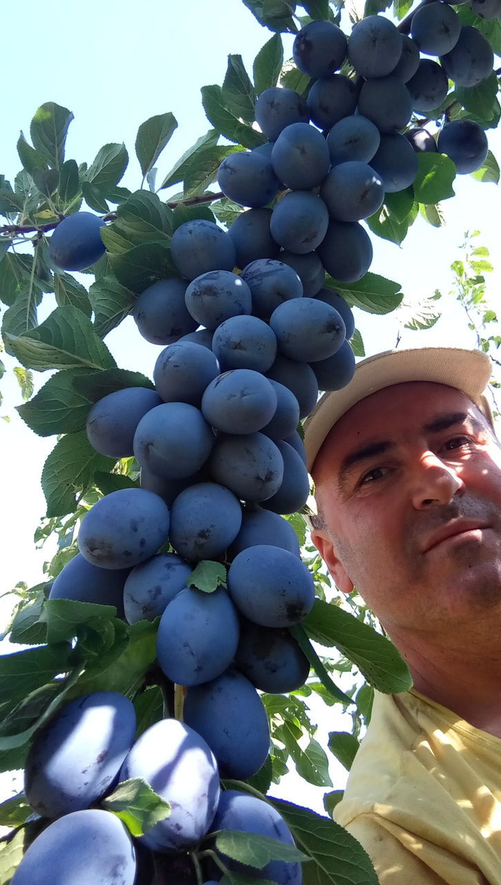 Pomi fructiferi - cais ( abricos ) , vișin , prun , persic , prăsad , migdal ... foto 8