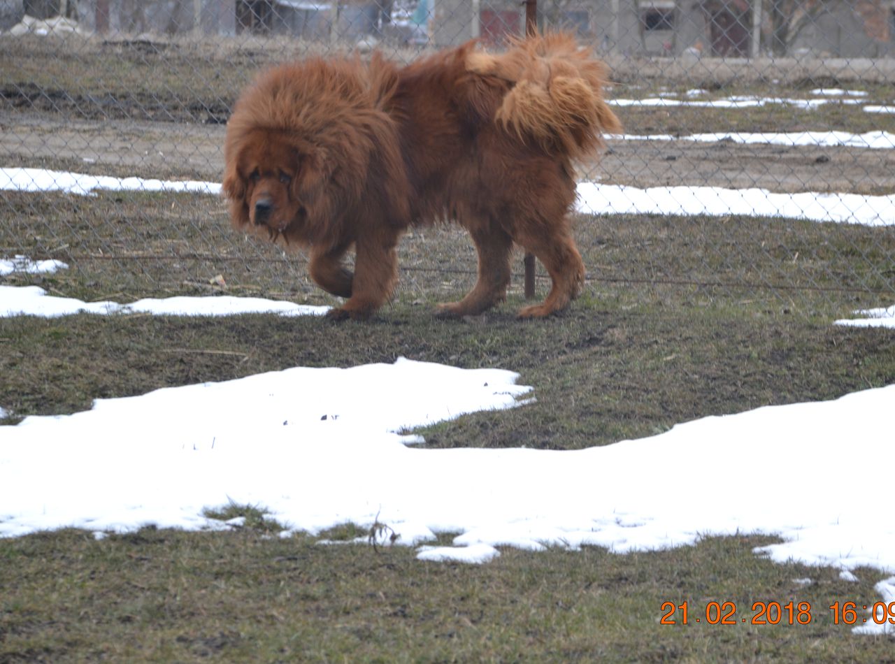 Vand Catei Mastiff Tibetan