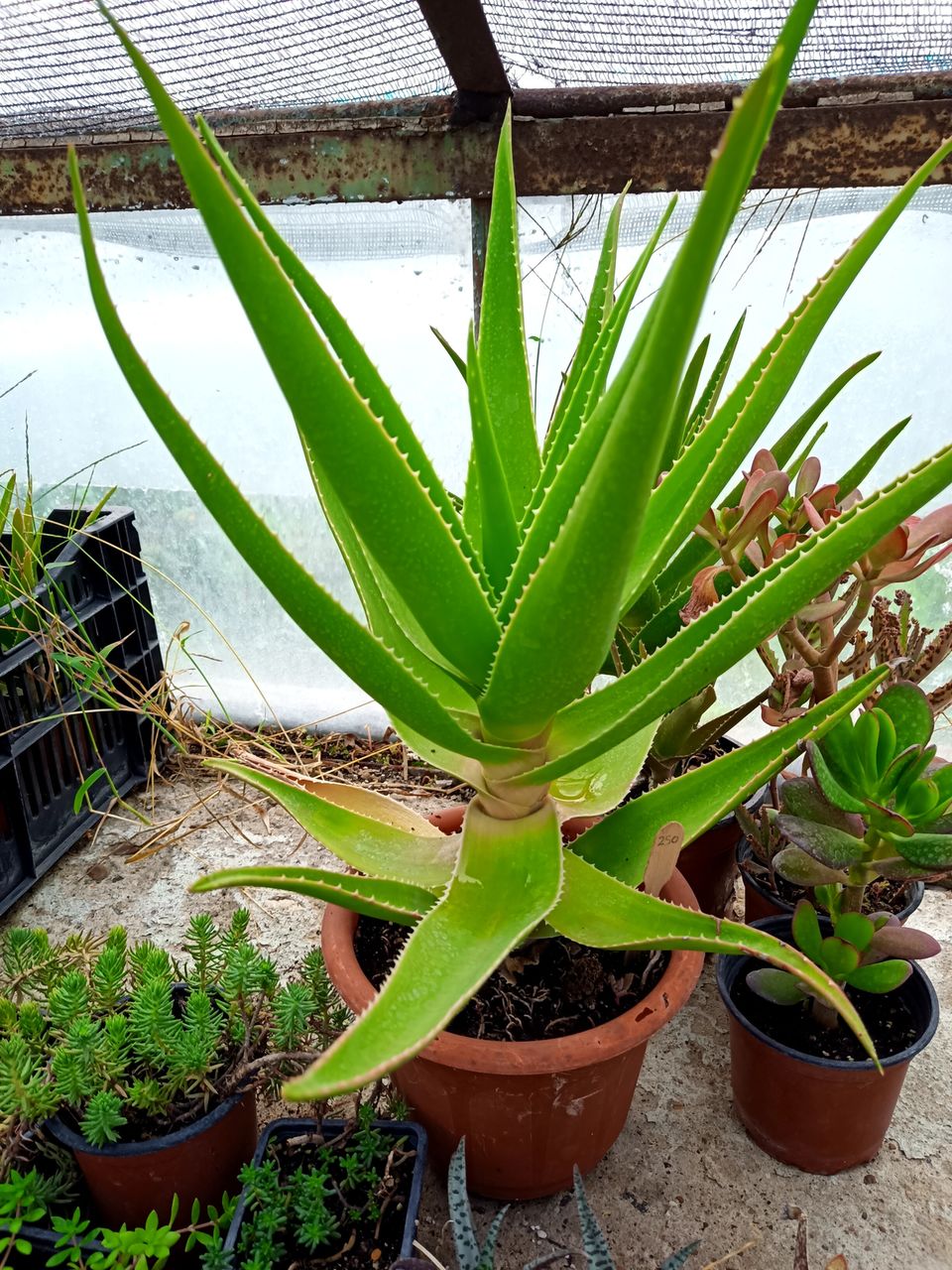 Aloe arboriscens (алоэ, столетник) фото 2