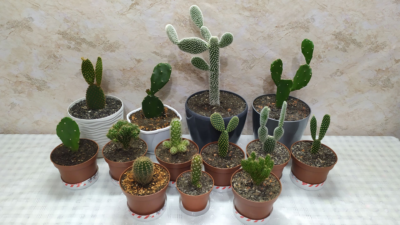 Cactus.Livrare. / Кактус. Доставка. foto 0