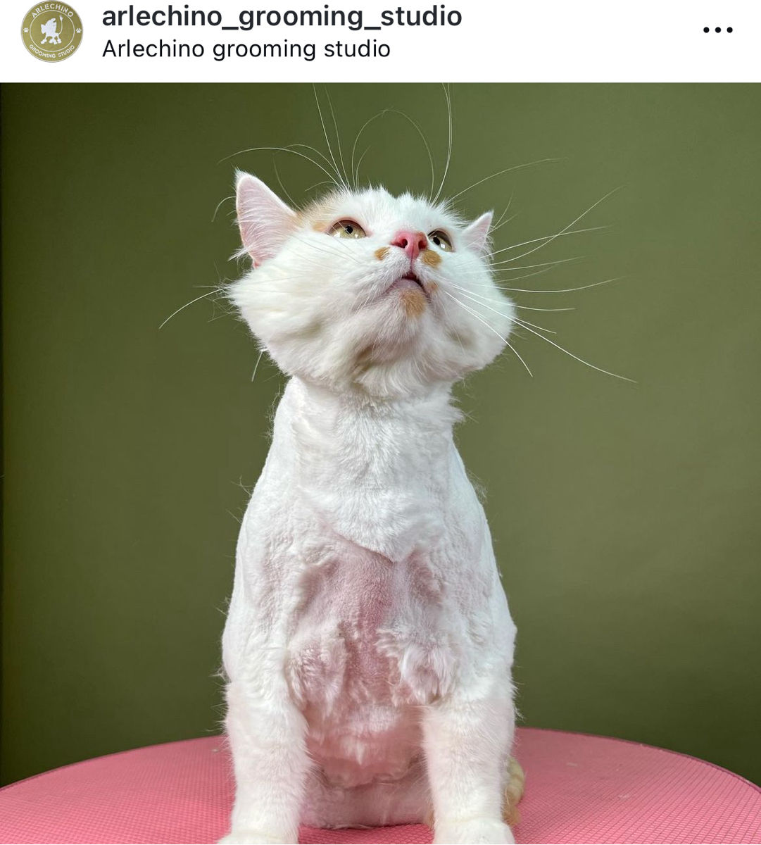 "Arlechino Grooming Studio". Буюканы. Стрижка кошек. foto 9