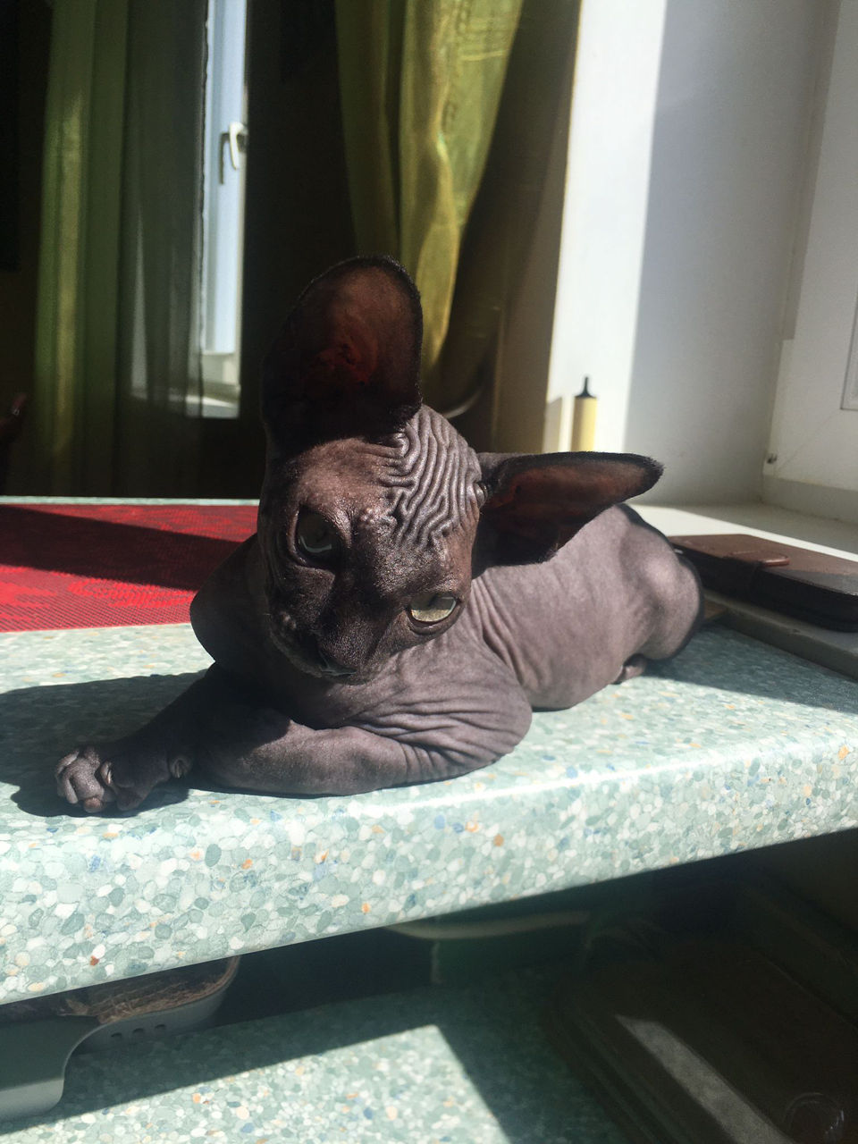 Котенок канадского сфинкса