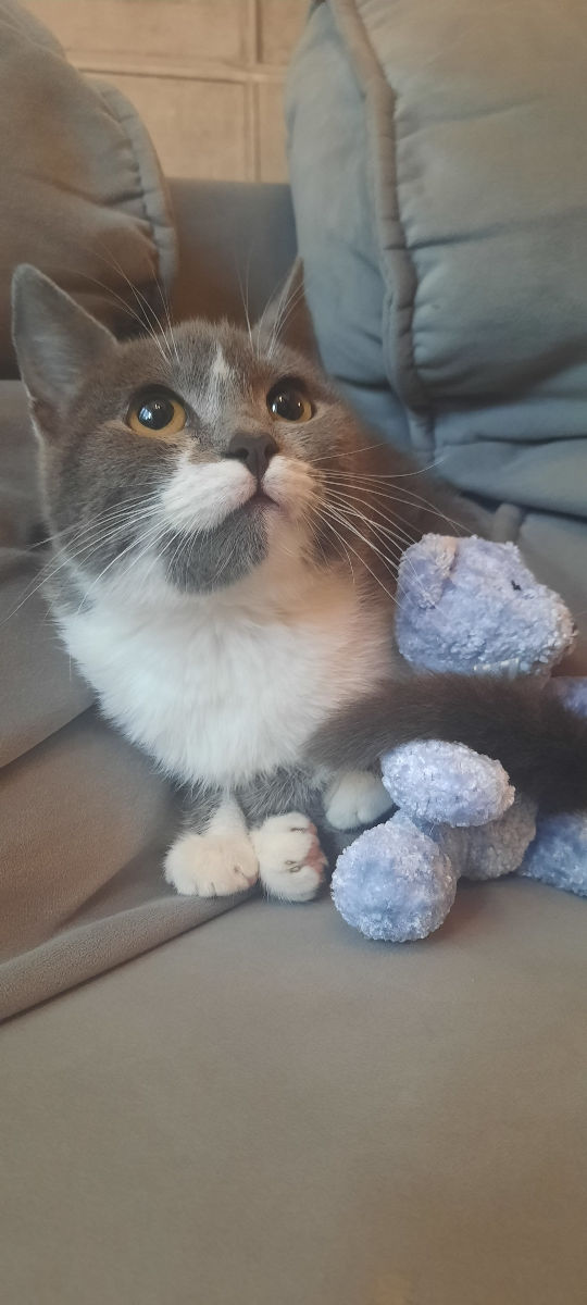 Pisicuța spre adoptie/ Кошечка к присиройству foto 1