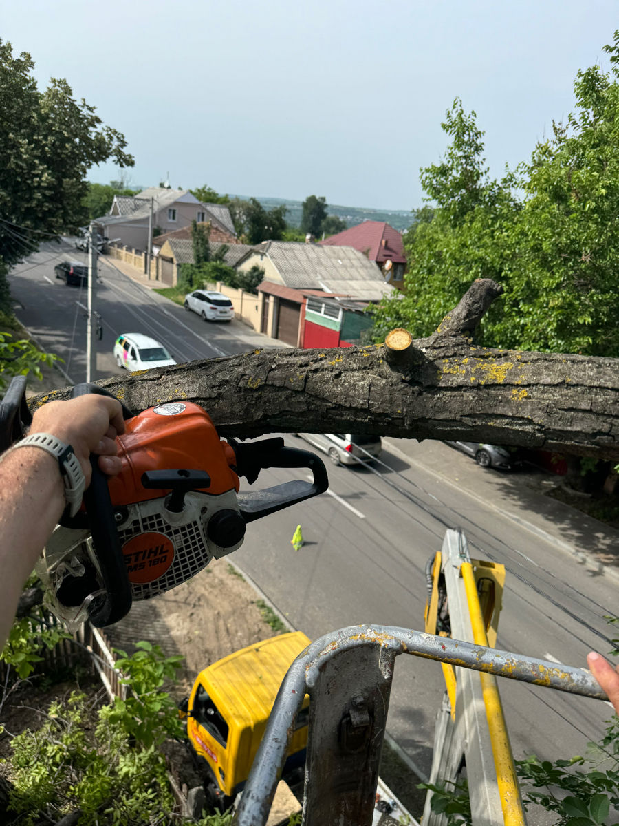 Спил деревьев с автовышкой. Tăiem copaci de pe Autoturn foto 2