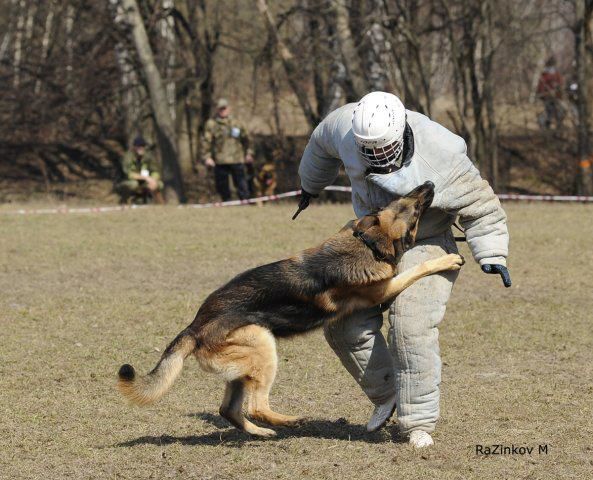 Профессиональная дрессировка собак foto 2