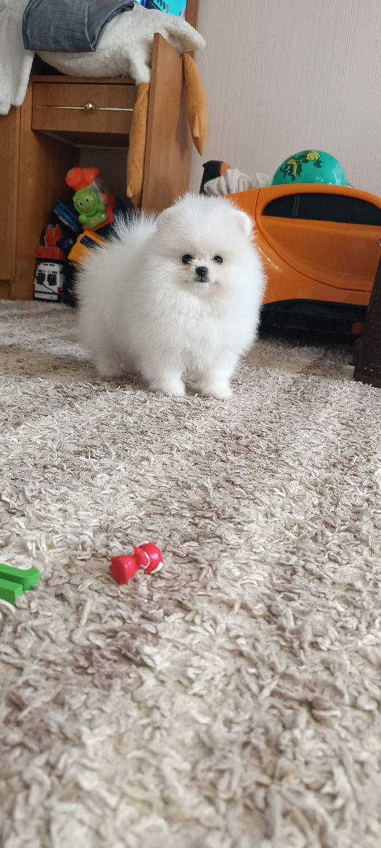 Крошки Mini toy Spitz Pomeranian foto 6