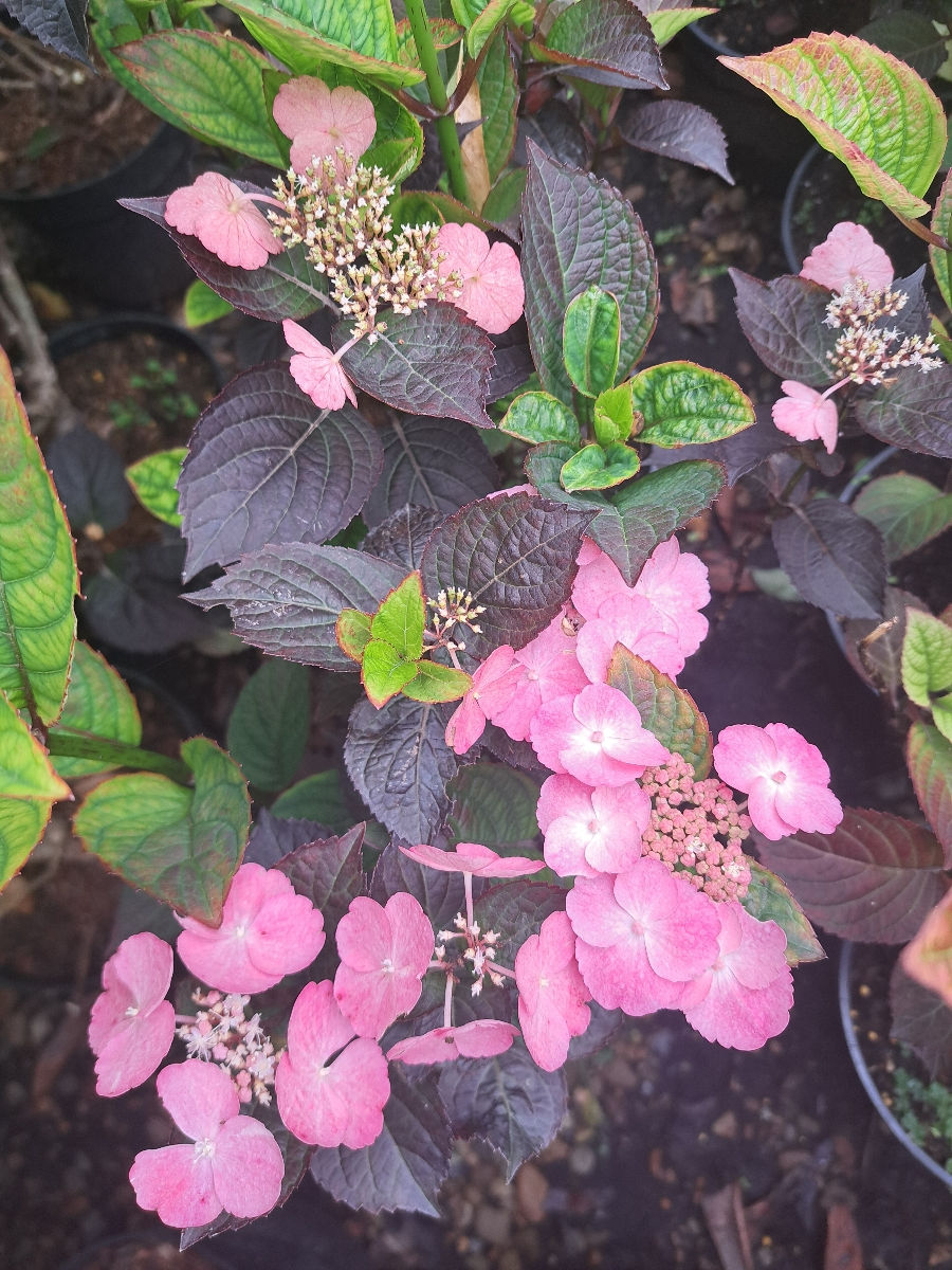 Hortensia foto 6
