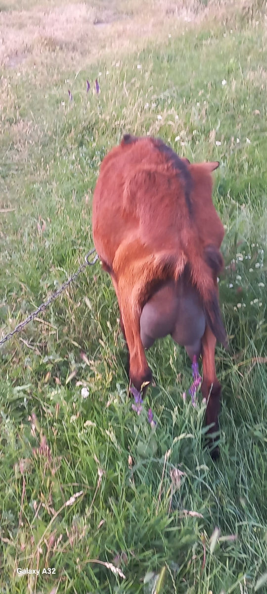 Vînd capre de rasă Alpino Franceză  foto 1