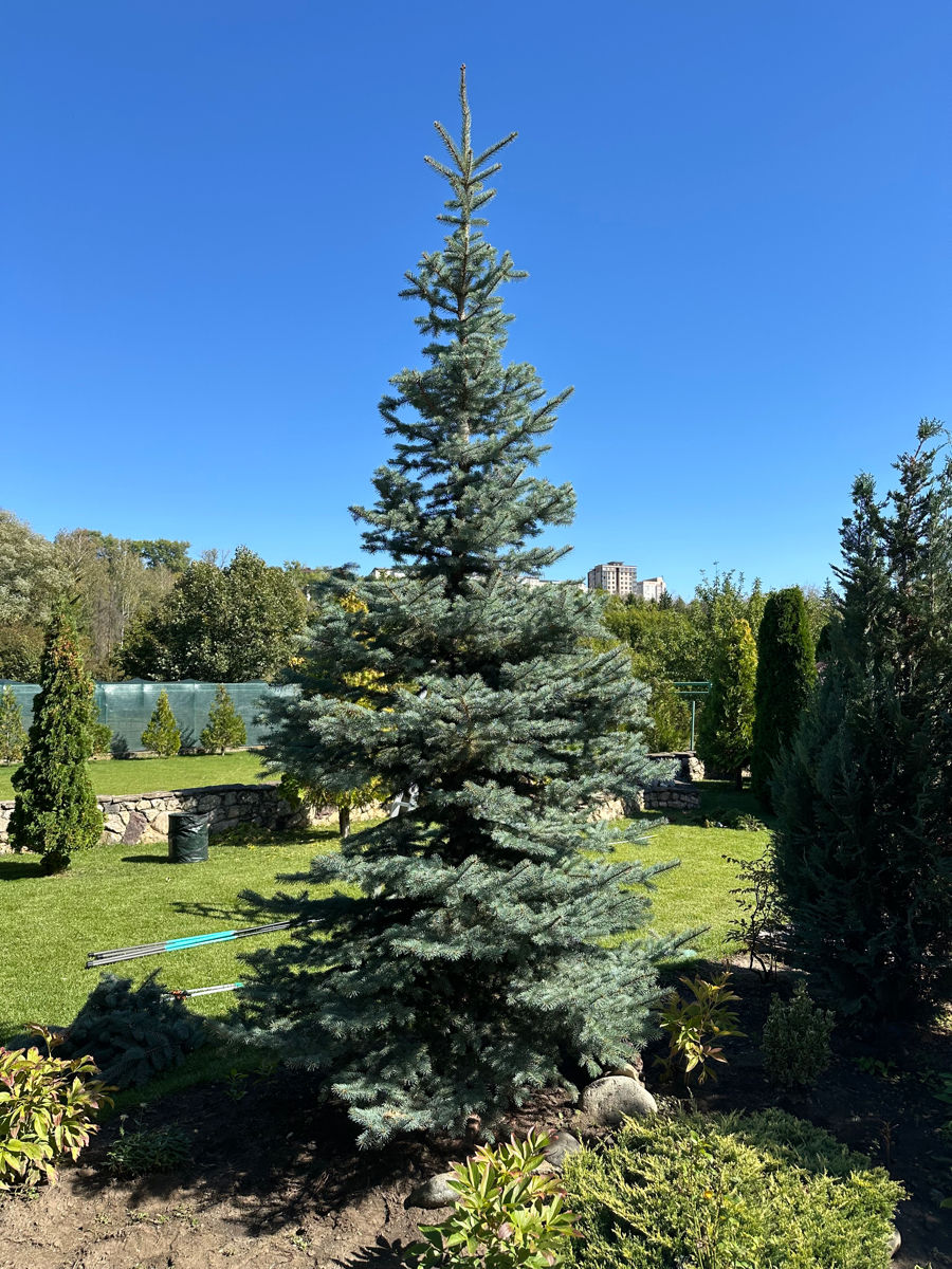 Tundere tuia/ leylandi/ gard viu ! foto 6