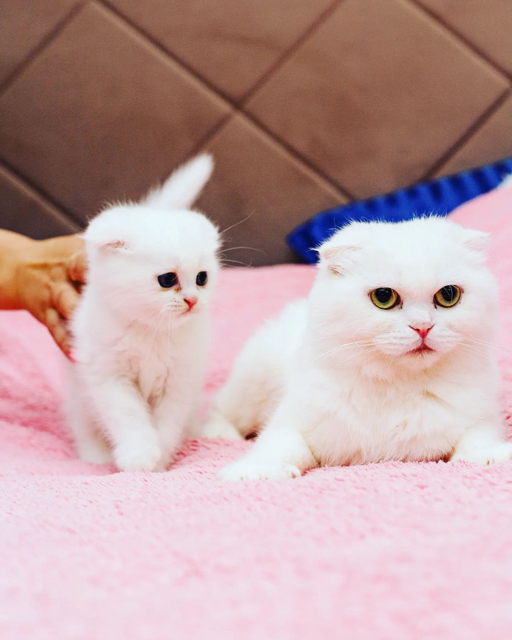 Шикарные Котята разных окрасов Шотландские Scottish Stright Scottish Fold фото 0