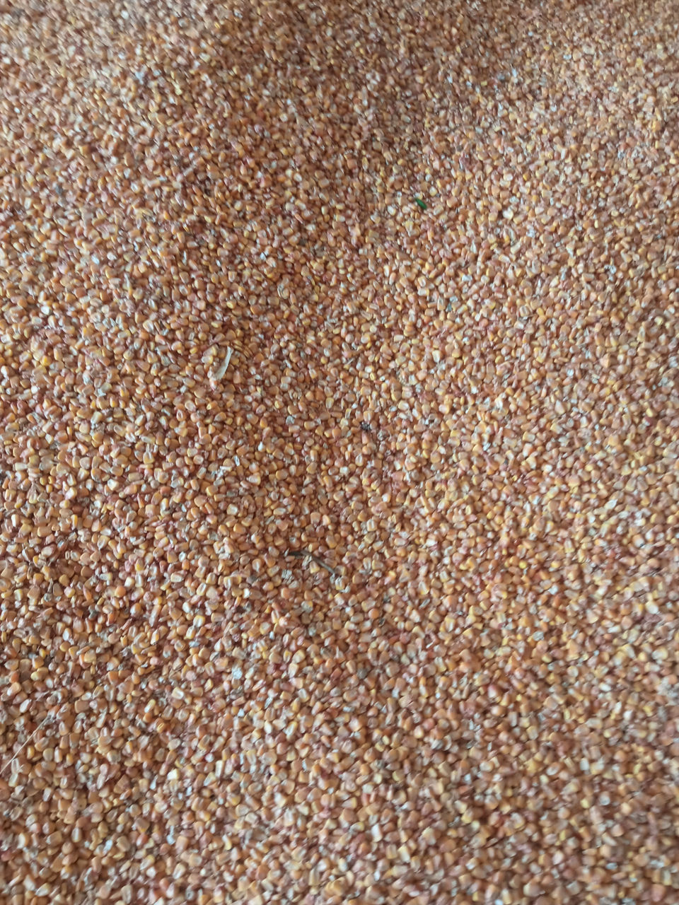 Продам кукурузу