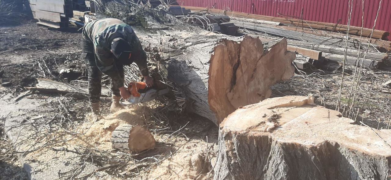 Taierea copacilor problematici, curatarea copacilor uscati. Curatarea Tuilor! foto 19