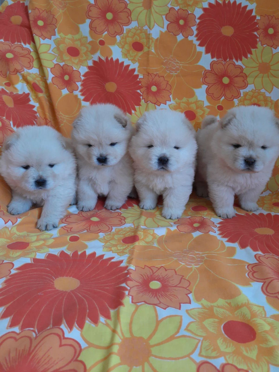 Chow chow(Чау-чау) foto 0