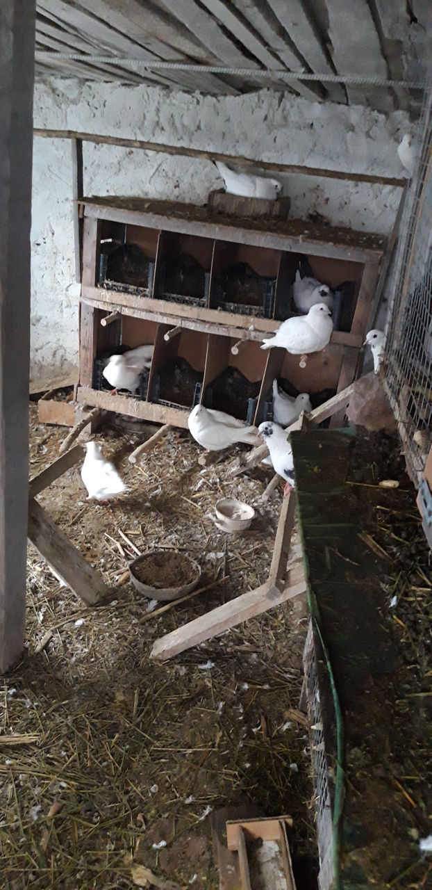 Vind porumbei king / продаются голуби кинг foto 4