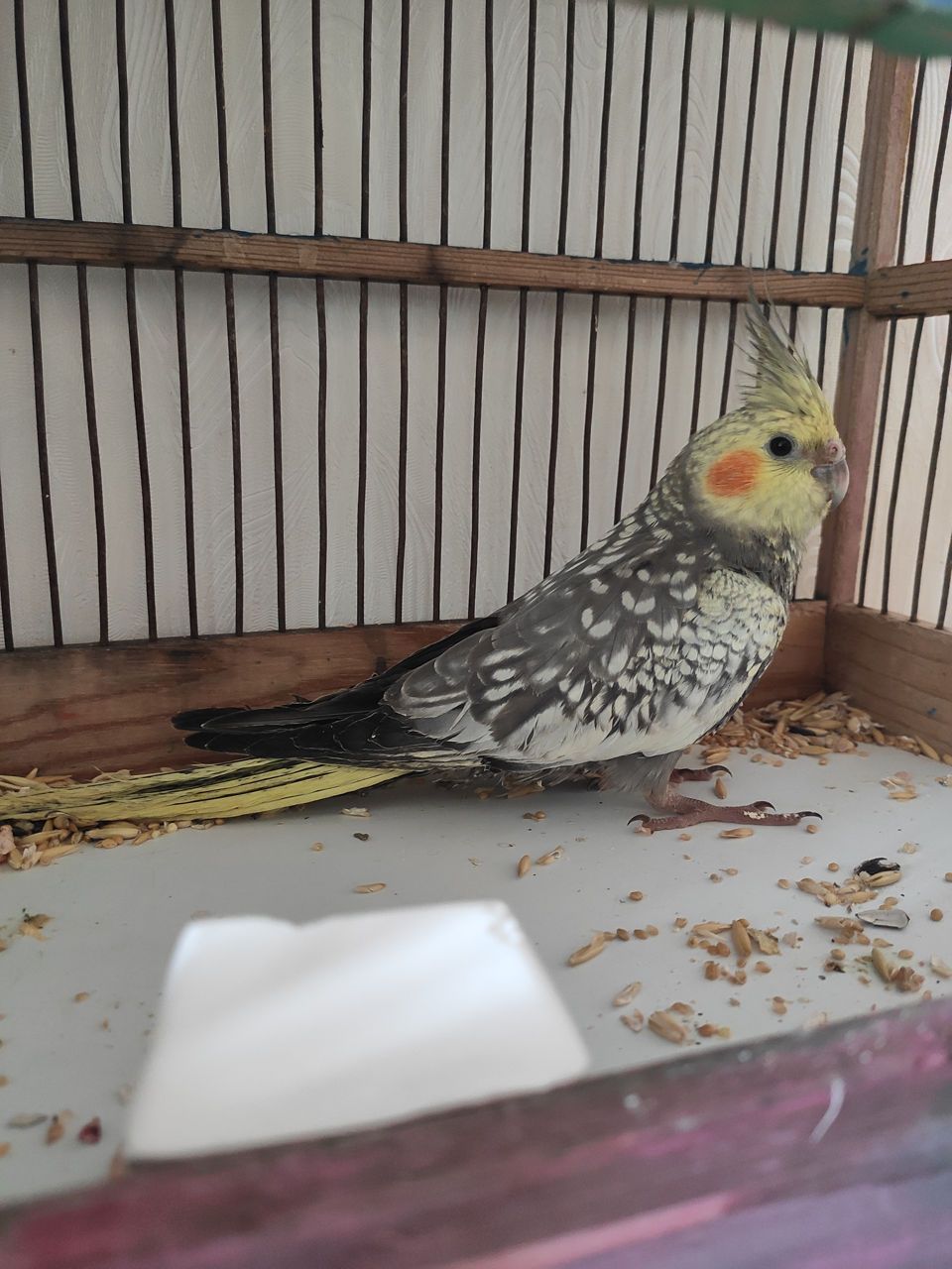 Пропал попугай