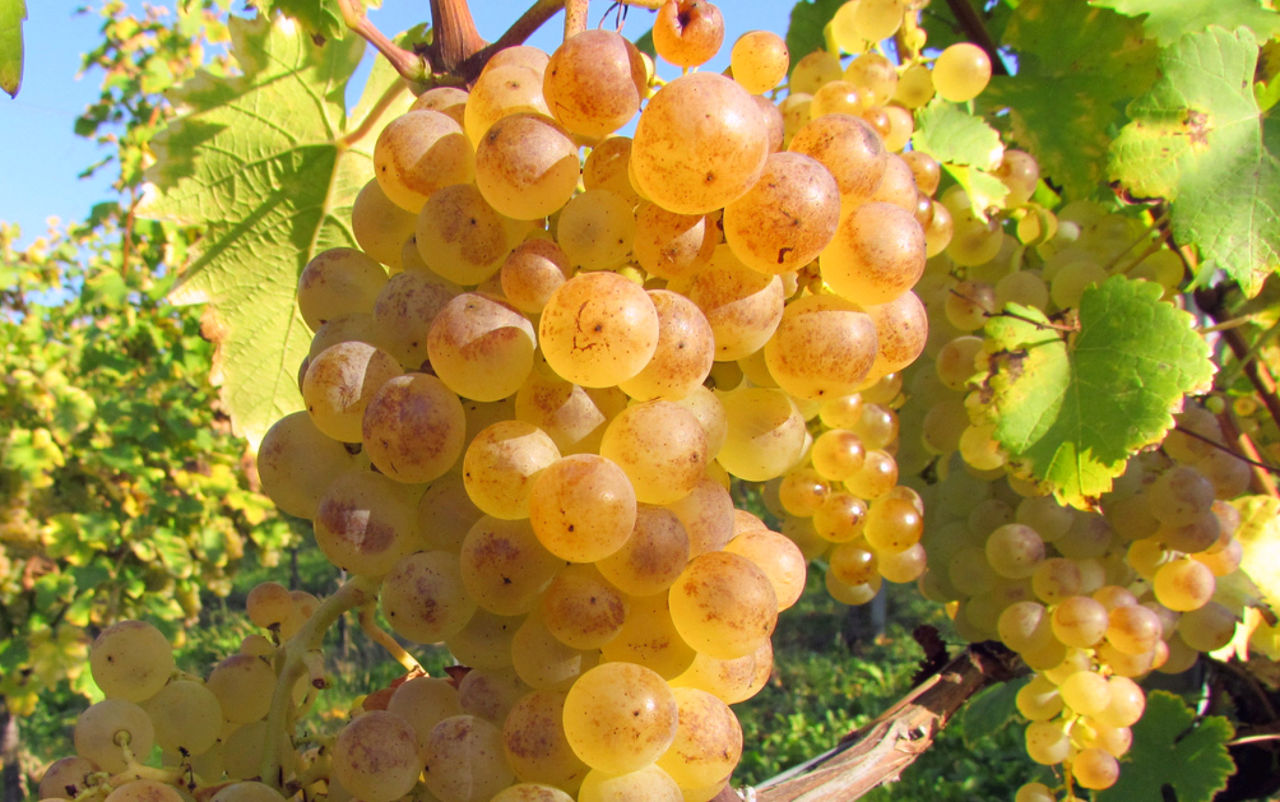 Сорта винограда для краснодарского края с фото и описанием