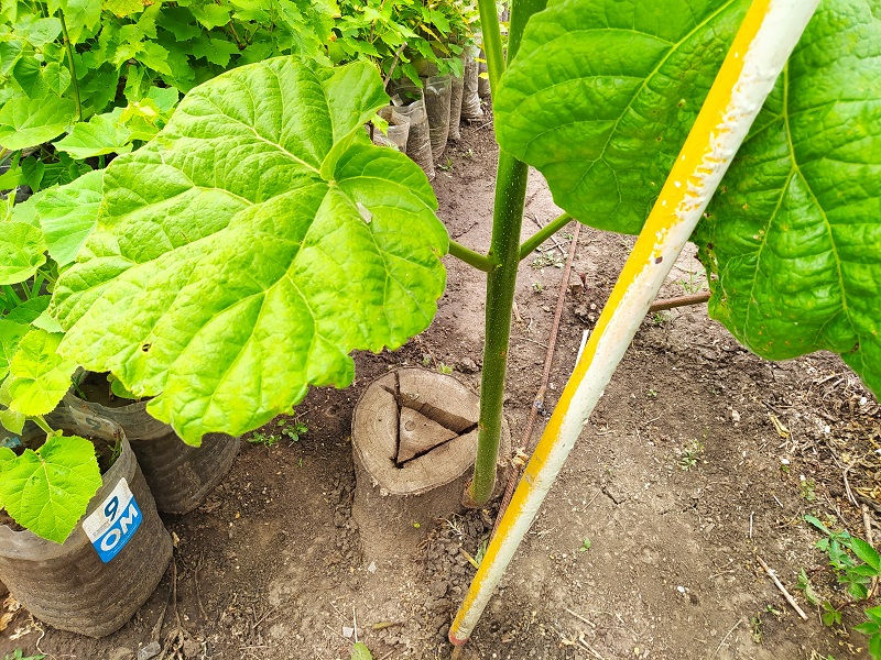 Paulownia.Puieti.Павловния.Саженцы.Алюминиевое дерево.Чудо-дерево павловния. фото 8