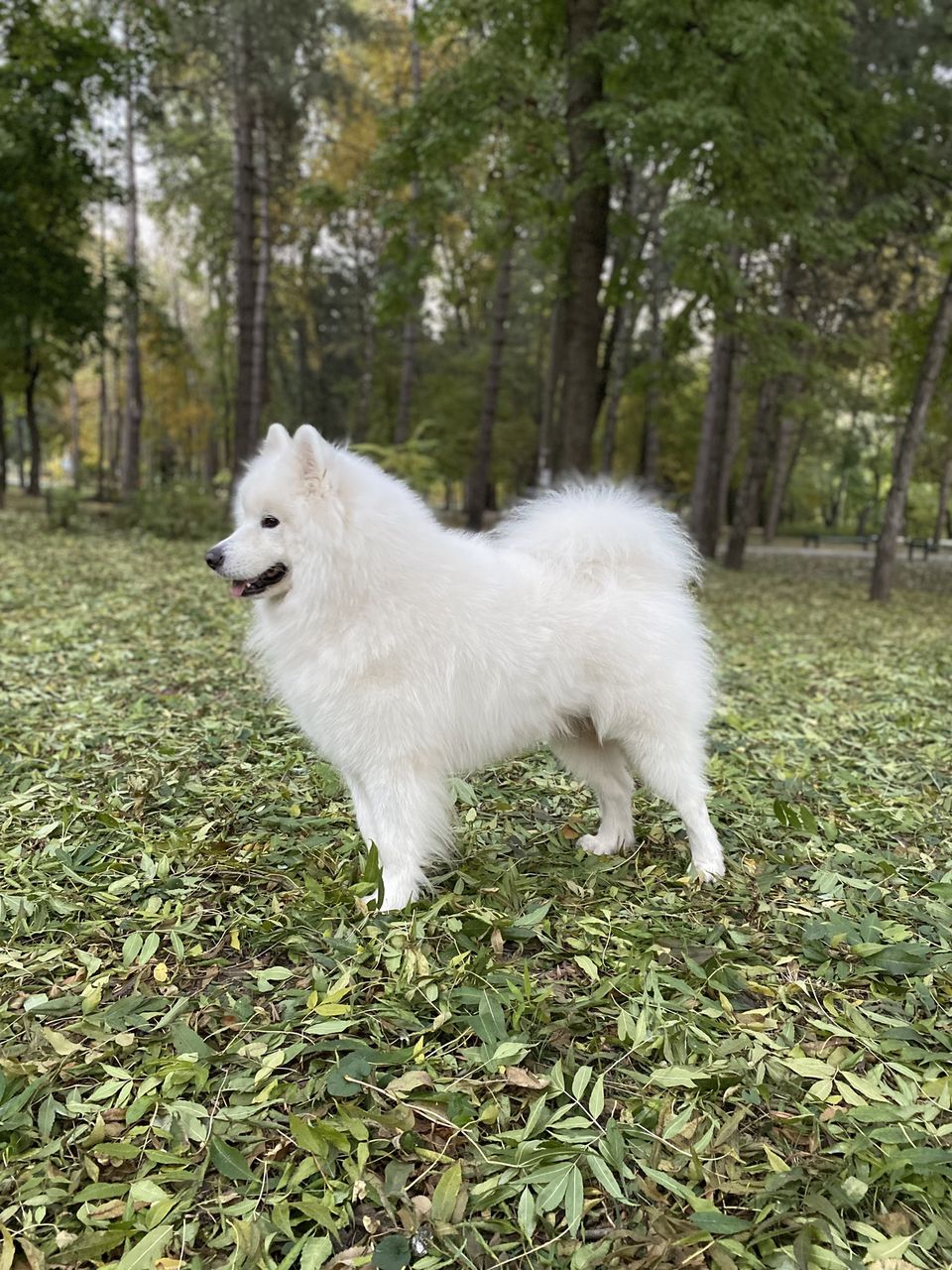 Самоед (Samoyed) для вязки (imperechere) фото 2