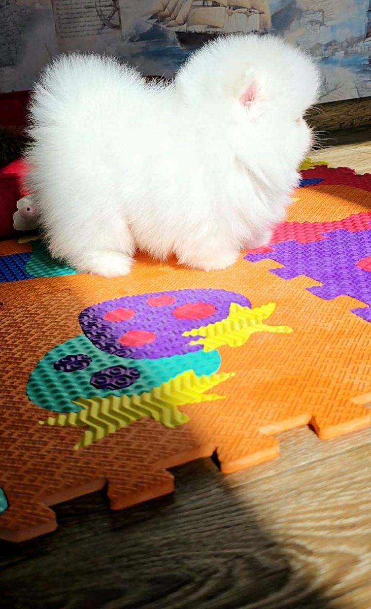 Микро Super мини Mini toy (spitz pomeranian) тип мишка фото 2