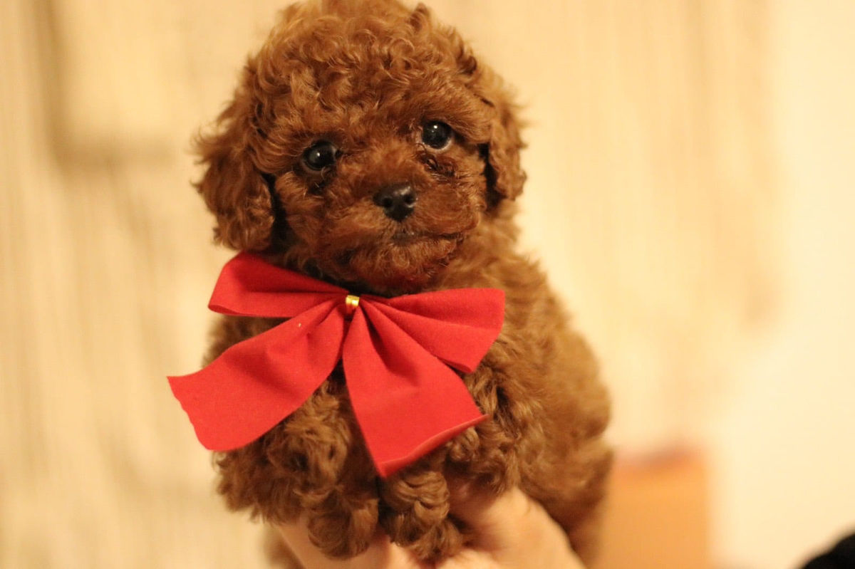 Mini toy pudel ( toy poodle) foto 2