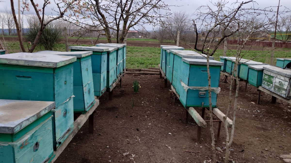 Продам пасеку. Срочно foto 6