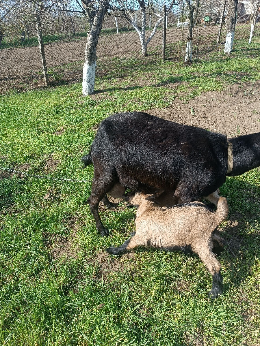 Capra buna de vânzare,da 3 litri de lapte la mulsiare foto 0