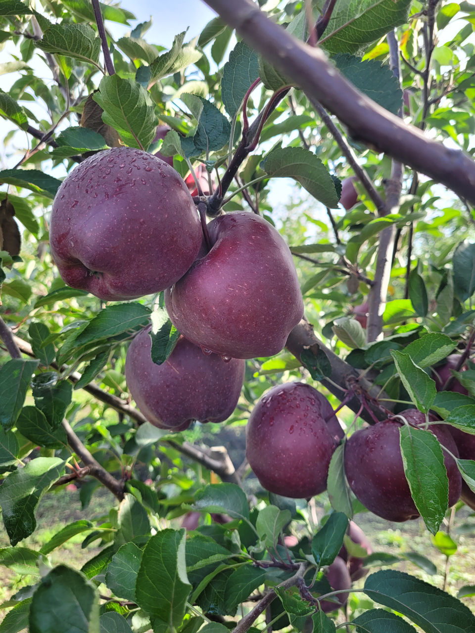 Яблоко супер чиф фото и описание