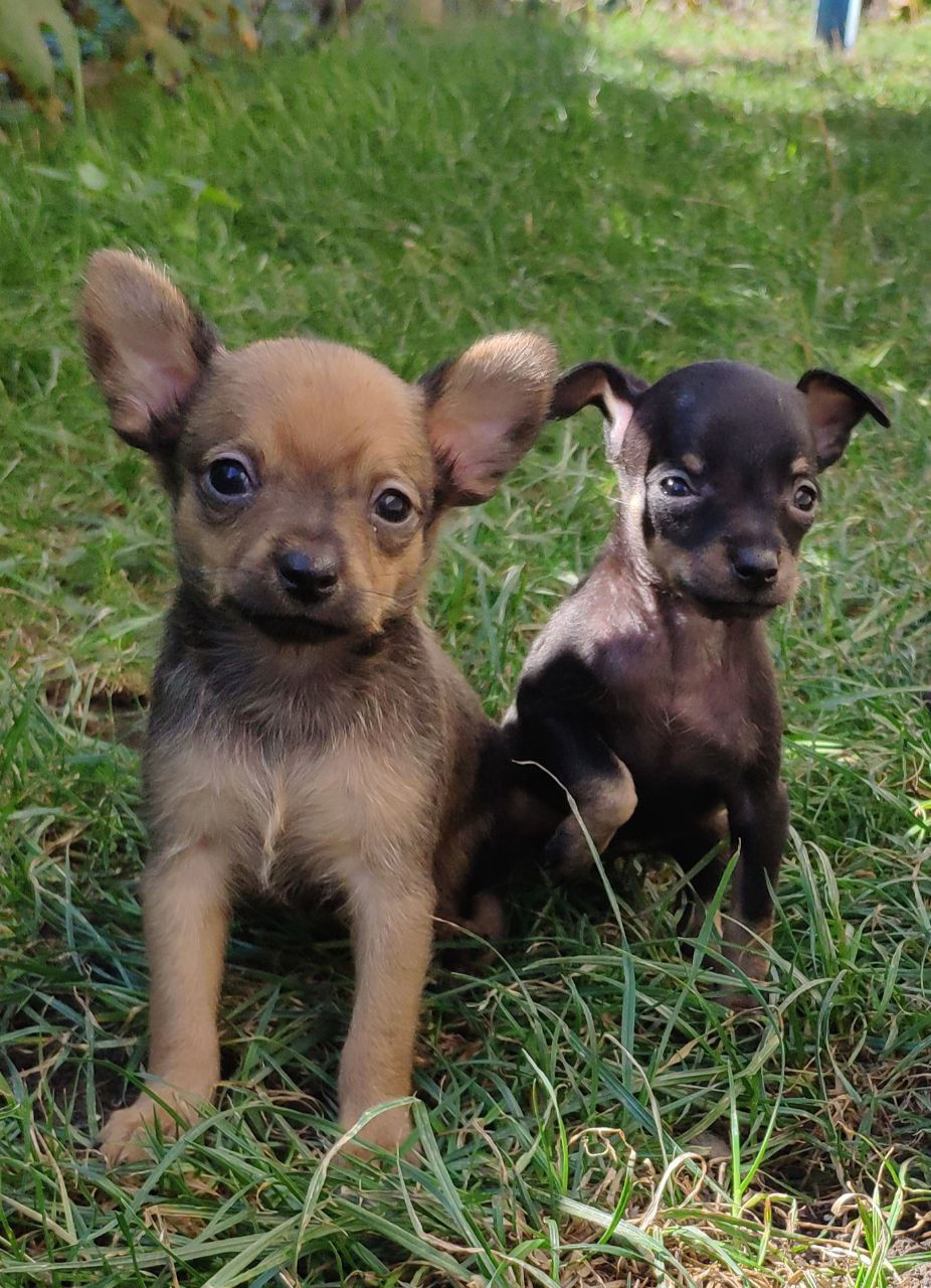 Щенки " мини русские той-терьер