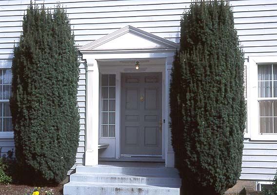 Лейландия купрессоципарис Лейланда кипарисовик cupressocyparis leylandii pon pon thuja фото 8