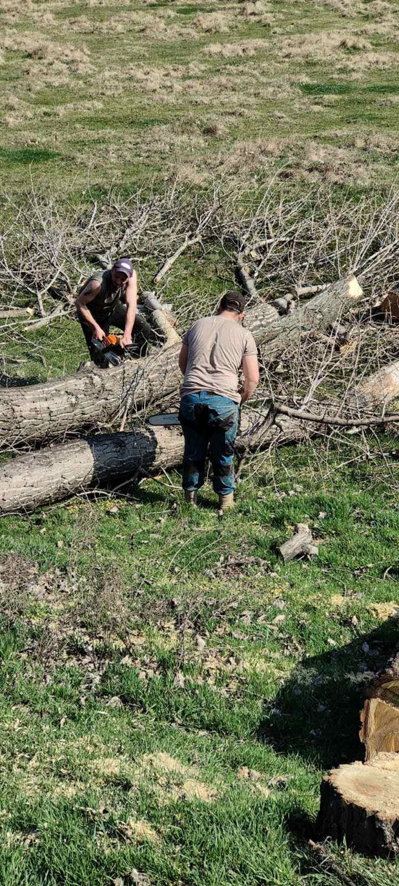 Curățarea copacilor de crengi uscate! foto 10