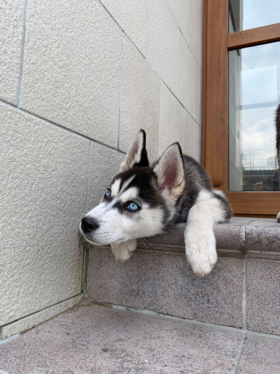 Cățelușă Husky foto 7