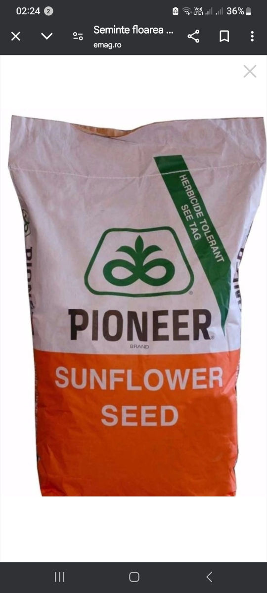 Urgent: Seminte de  Floarea Soarelui P64LE99 Pioneer tratata cu Lumisena foto 0