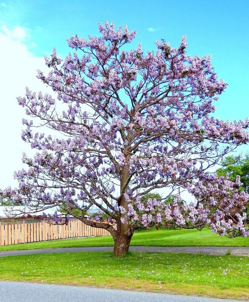 Se vand rasaduri de Paulownia Tomentosa! foto 5