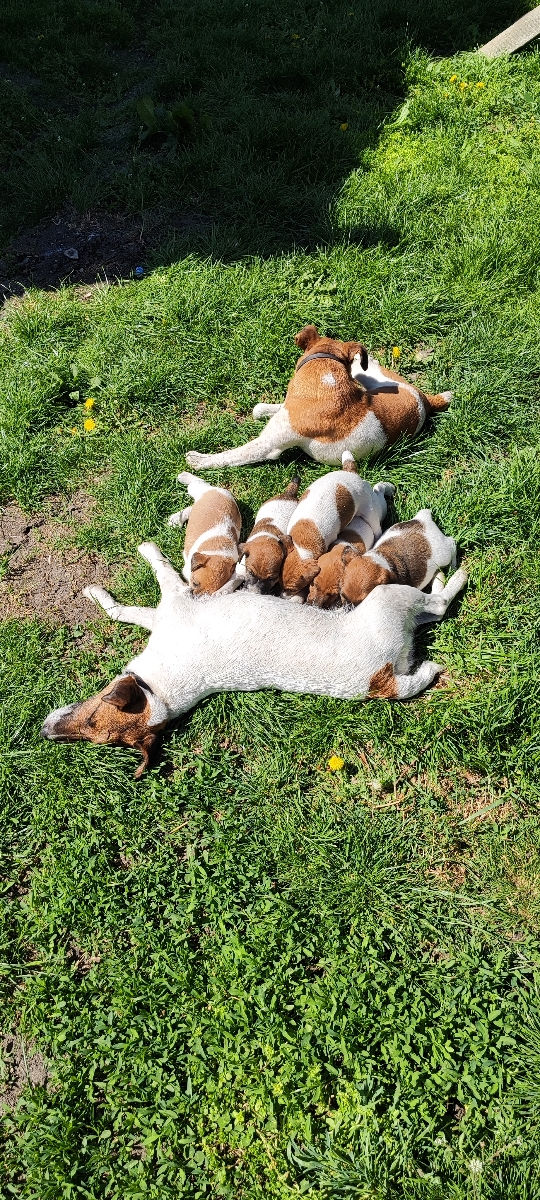Catelusi Fox Terrier foto 2