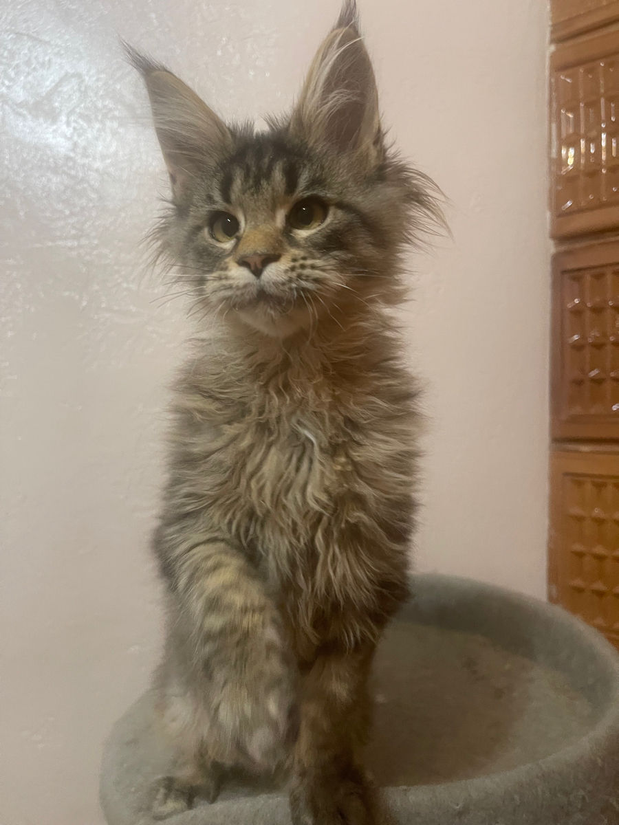 Pisoi gigant mein coon de vânzare.Продаются котята породы мейн кун foto 5